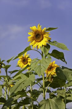 sunflower in daylight