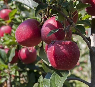 the red delicious apple from north Italy the region Trentino