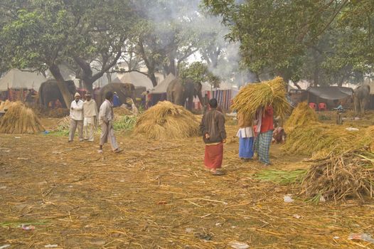 Elephant market at the annual Sonepur Fair in Bihar, India
