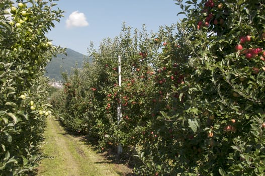 the red delicious apple from north Italy the region Trentino