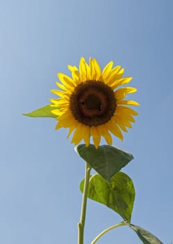 one sunflower and blue sky