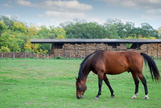 brown horse farm scene