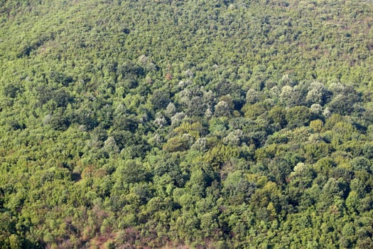 forest nature background