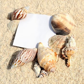 blank paper on white sand beach with starfish and shells like summer vacation background