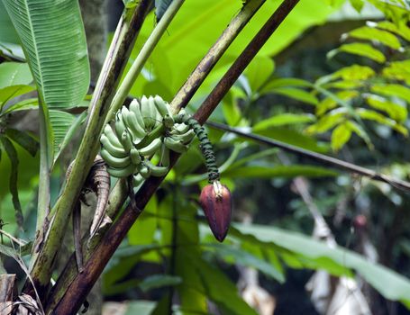 tropical banana tree in the wild in Malaysia