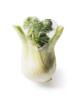 Fennel bulb wrapped in plastic