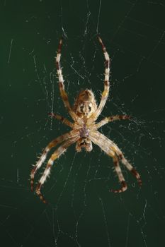 The European garden spider (Araneus diadematus, cross spider).