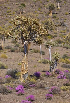 Quiver trees (Aloe dichotoma) surrounded by brightly colored flowers near Nieuwoudtville in the Northern Cape of South Africa