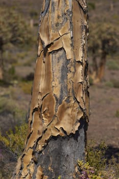 Trunk of a Quiver tree (Aloe dichotoma) near Nieuwoudtville in the Northern Cape of South Africa