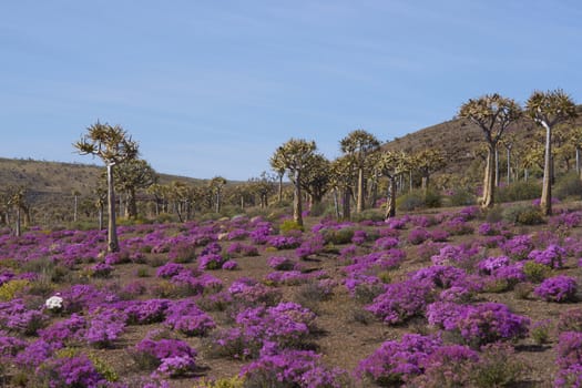 Quiver tree forest (Aloe dichotoma) surrounded by brightly colored flowers near Nieuwoudtville in the Northern Cape of South Africa