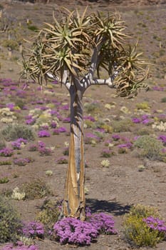 Quiver tree (Aloe dichotoma) surrounded by brightly colored flowers near Nieuwoudtville in the Northern Cape of South Africa