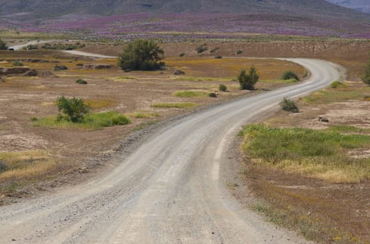 Gravel road through the brightly colored flowers near Nieuwoudtville in the Northern Cape of South Africa