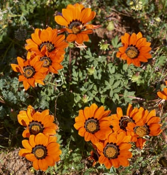 Renostergousblom (Arctotis acaulis). Brightly colored orange flowers near Nieuwoudtville in the Northern Cape of South Africa
