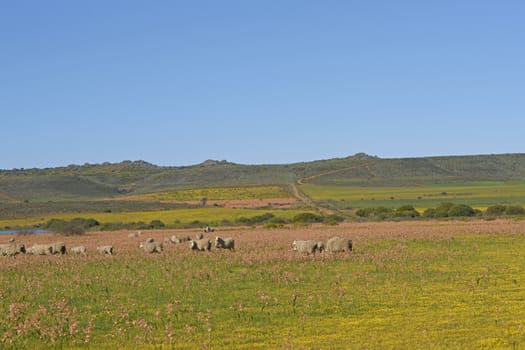 Sheep grazing in a flower filled field near Nieuwoudtville in the Northern Cape of South Africa