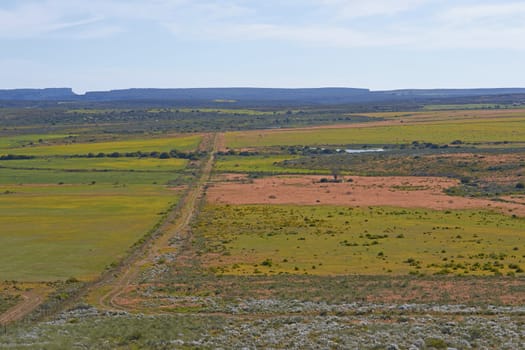 Flower filled fields near Nieuwoudtville in the Northern Cape of South Africa