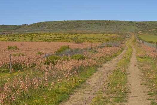 Flower filled fields near Nieuwoudtville in the Northern Cape of South Africa