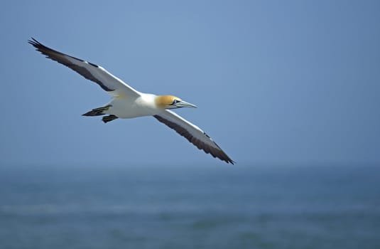 Cape Gannet (Morus capensis) flying above the sea near Lamberts Bay in the Western Cape of South Africa