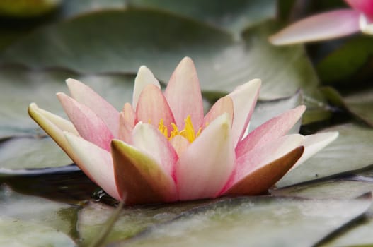 Shot of the white water lily on the water