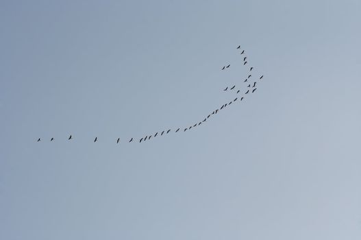 Picture flock of geese - flying flock of wild geese