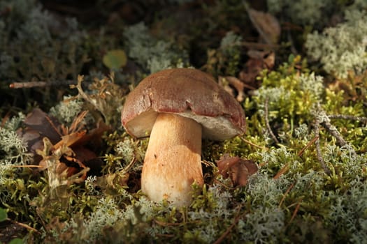 Porcini Mushroom in natural enviroment
