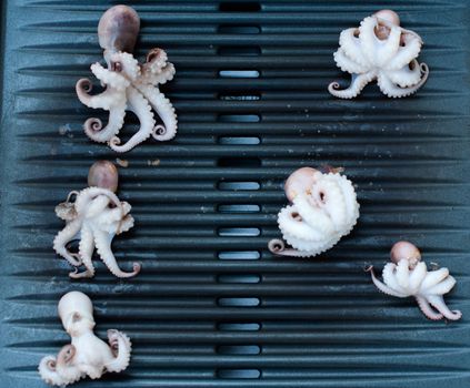Six baby octopus (Moscardini) being grilled on BBQ