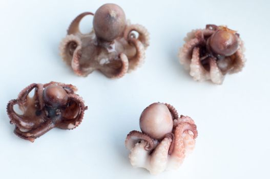 Four grilled baby octopus (Moscardini) arranged on a white plate