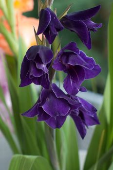 Close-up of a purple gladioli flower in the garden