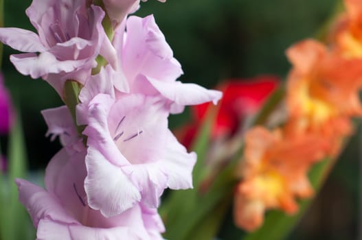 Colorful gladiolus bouquet - closeup with shallow depth of field