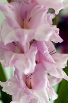 Beautiful bright pink gladiolus detail shot in the garden