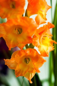 beautiful orange gladiolus detail against bright background