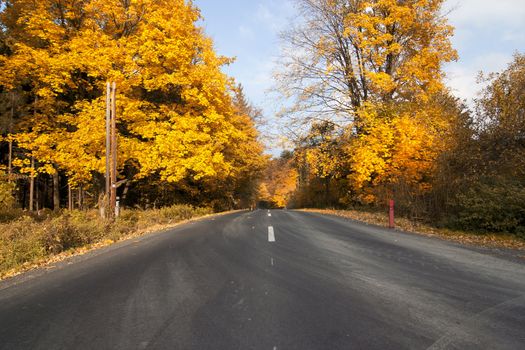 Image of the empty road in autumn forest