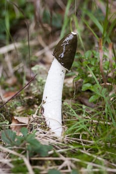 Close-up of the common stinkhorn - wood witch - powerful smell