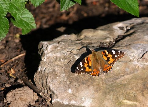 Painted Lady Butterfly Vanessa cardui in morning sun late summer