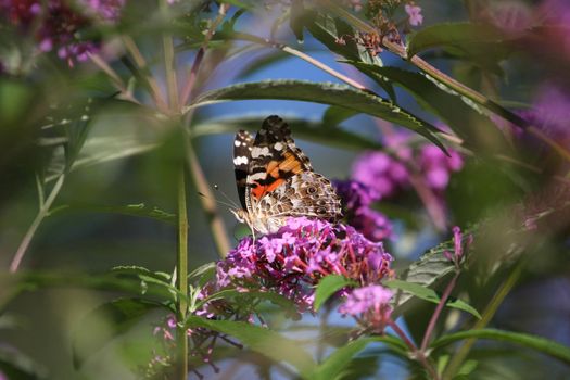 Painted Lady Butterfly Vanessa cardui in morning sun late summer