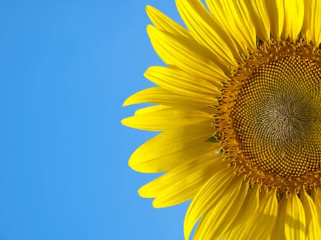 Closeup of sunflower with blue sky like smile upon the sun