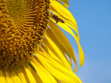 Closeup of sunflower with honey bee collecting nectar 