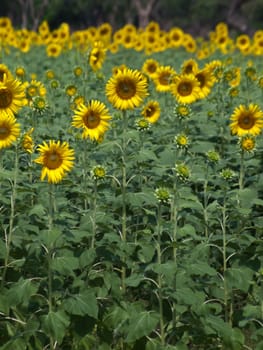 Beautiful sunflower field in countryside of Thailand