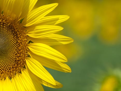 Closeup of sunflower with abstract out of focus background