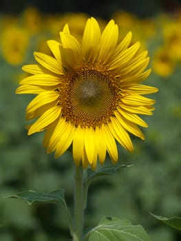 Sunflower with abstract out of focus background