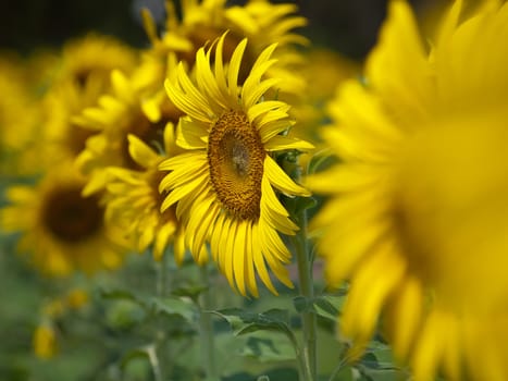 Closeup of sunflower with abstract out of focus foreground and background