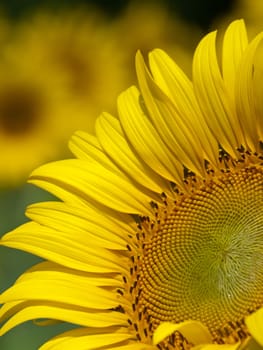 Closeup of sunflower with abstract out of focus background