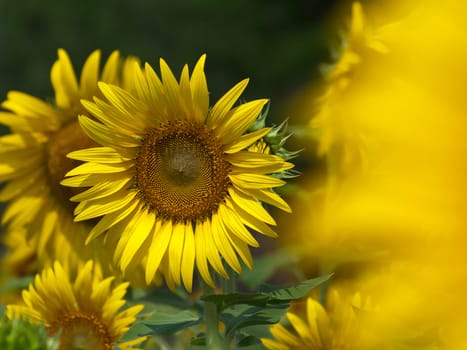 Beautiful sunflower field with out of focus foreground