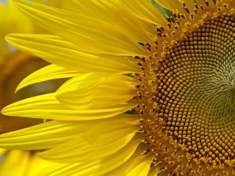 Closeup of sunflower with detail of flower