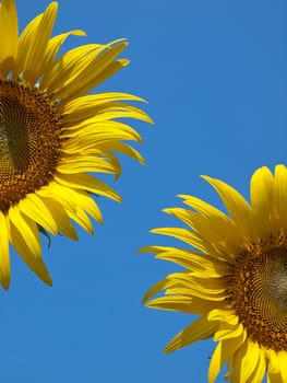 Closeup of sunflowers with blue sky like smile upon the sun