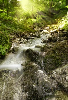 Beautiful alpine brook in the forest with rays of sun