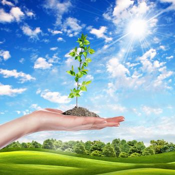 Hands holding green sprouts and sunny sky