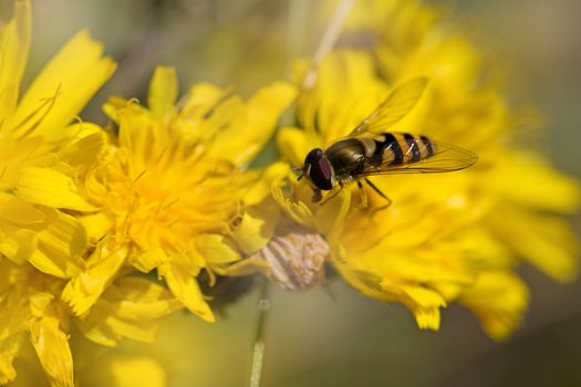 Close-up of a Marmelade Hoverfly on a Dandelion