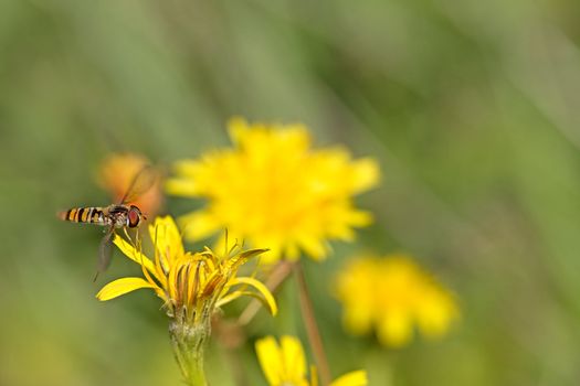 Close-up of a Marmelade Hoverfly on a Dandelion