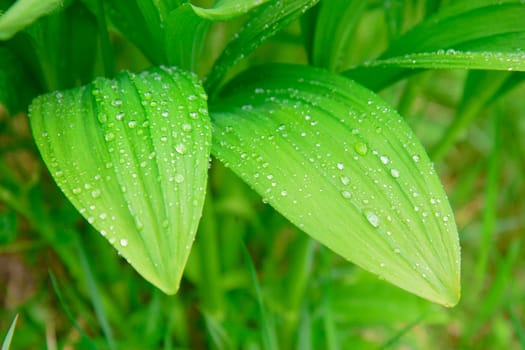 wet leaves of wild garlic after the rain