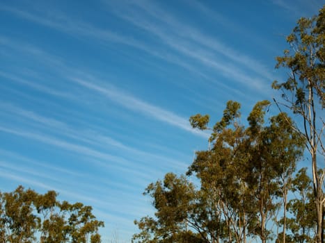 High level Cirrus clouds blue cloudy winter sky with gum trees foliage meteorology background